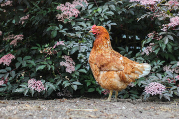 Huhn Henne draußen Close Up