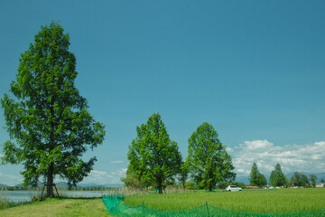 滋賀県彦根市の曽根沼と新緑のメタセコイア、小麦畑が見える初夏の風景
