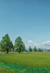 滋賀県彦根市にある曽根沼の側の新緑のメタセコイア、小麦畑が見える初夏の風景