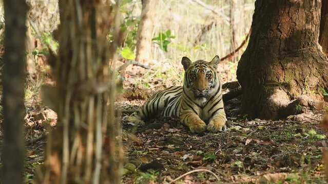 close up shot of wild male bengal tiger head on with eye contact relaxing in safari at bandhavgarh national park forest or tiger reserve madhya pradesh india asia - panthera tigris tigris