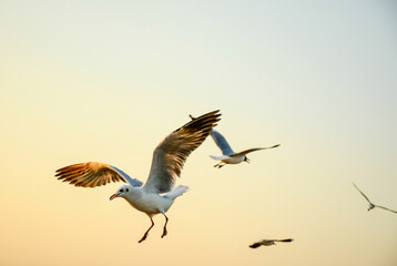 pelican in flight