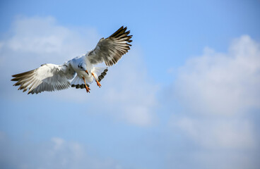 Obraz premium osprey in flight