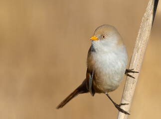 Bearded reedling, Panurus biarmicus. Female
