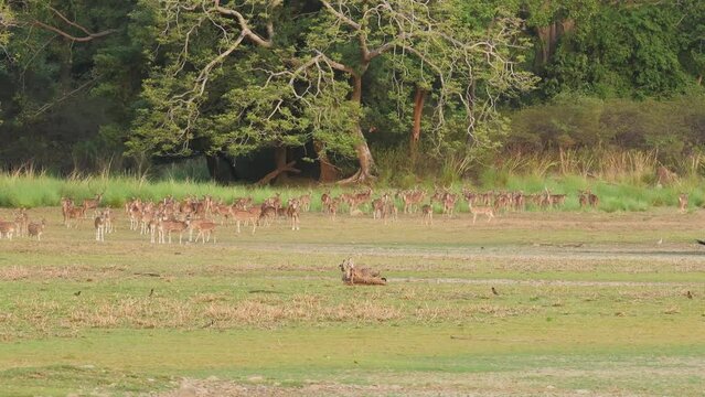 wild bengal tiger chase and killing spotted deer or chital or axis deer in open rajbagh area and group or herd of deer in background at ranthambore national park rajasthan india asia panthera tigris