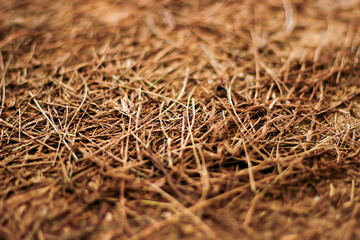 texture of grass