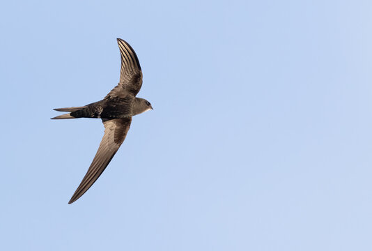 Common swift, Apus apus. A bird in flight against the sky