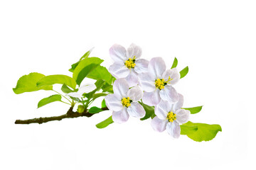 Flowering branch of apple isolated on a white background.