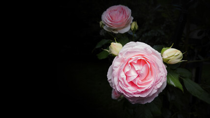 Pink rose with buds and branches with leaves, on a black background