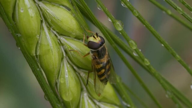 Macro Shot of Hoverfly Cleaning Itself on Some Wheat