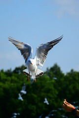 seagull in flight