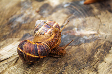 Snails in nature on a tree. Selective focus.