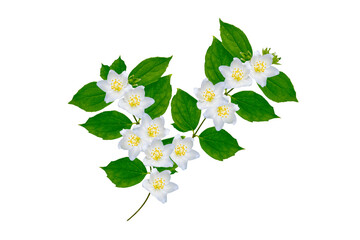 branch of jasmine flowers isolated on white background.