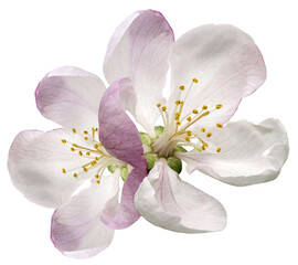 White  spring   flowers  on white isolated background with clipping path. Closeup. For design. Nature.
