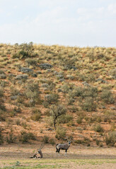 Gemsbok in the Kgalagadi, South Africa