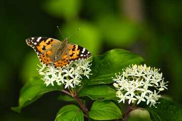 Butterfly on a flower in lush green
