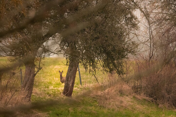 Wildlife secret observation roe deer hiding behind trees, green field, brown trees