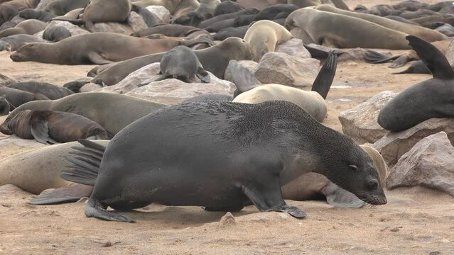 Fur seal rookery. A huge colony of seals on the Atlantic coast in Namibia.
