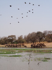 Un troupeau de dromadaires s'abreuvant au bord d'une rivière au Sahel, Tchad
