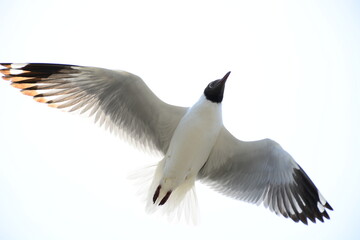 Obraz premium seagull in flight