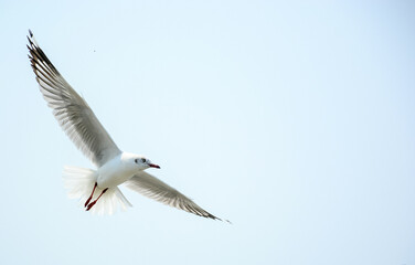 Fototapeta premium seagull in flight