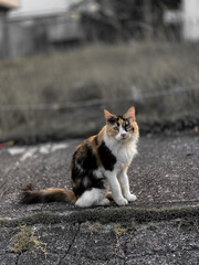 cat on the street