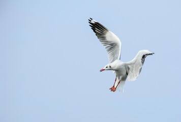seagull in flight