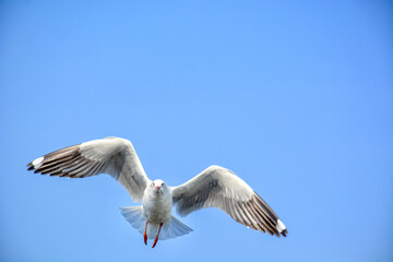 Obraz premium seagull in flight