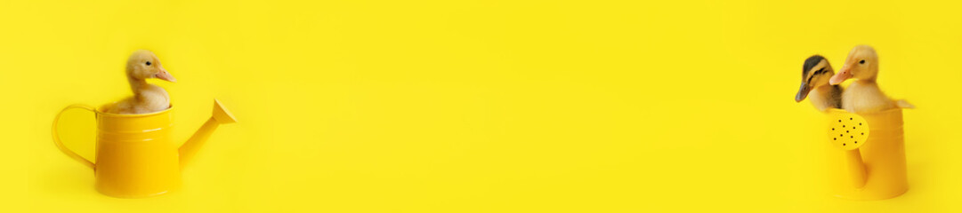 banner two small yellow duckling and one sits in metal watering can on yellow background
