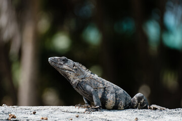 Iguana posing with pride
