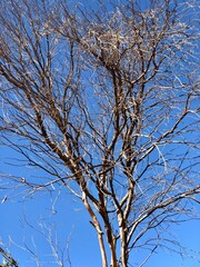 Dry tree branches under natural blue sky background in sunny day