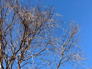 Dry tree branches under natural blue sky background in sunny day