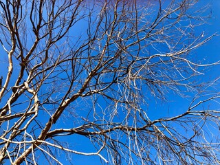 Dry tree branches under natural blue sky background in sunny day