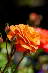 unterschiedliche Blüten in Nahaufnahme