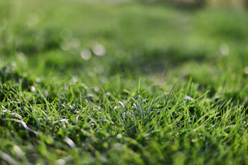 View of young green grass in a park, taken close-up with a beautiful blurring of the background. Screensaver photo
