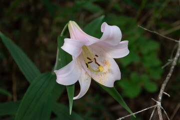 Pale pink flower of Lilium japonicum in the forest, a species of lily endemic to Japan 2