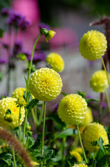 unterschiedliche Blüten in Nahaufnahme