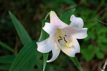 Fototapeta na wymiar Pale pink flower of Lilium japonicum in the forest, a species of lily endemic to Japan 5