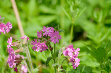 unterschiedliche Blüten in Nahaufnahme