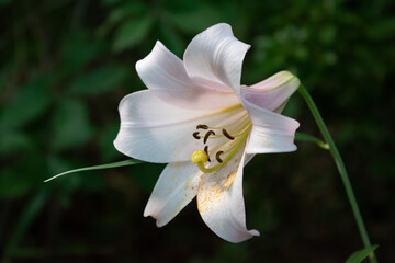 Pale pink flower of Lilium japonicum in the forest, a species of lily endemic to Japan, close-up 4