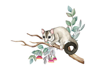 Sugar glider possum on eucalyptus branch. Watercolor illustration. Sugar glider on the branch. Cute small exotic Australia native animal. Hand drawn small possum. Australian wildlife animal