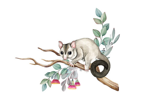 Sugar glider possum on eucalyptus branch. Watercolor illustration. Sugar glider on the branch. Cute small exotic Australia native animal. Hand drawn small possum. Australian wildlife animal