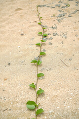 沖縄県 西表島 グンバイヒルガオ