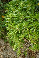 沖縄県 西表島 トベラ