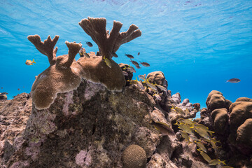 Seascape with various fish, Elkhorn Coral, and sponge in the coral reef of the Caribbean Sea, Curacao