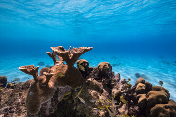 Seascape with various fish, Elkhorn Coral, and sponge in the coral reef of the Caribbean Sea,...