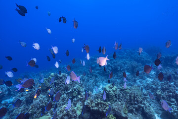 Fototapeta na wymiar Seascape with School of Surgeonfish, coral, and sponge in the coral reef of the Caribbean Sea, Curacao