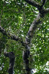 沖縄県 西表島 ギランイヌビワ