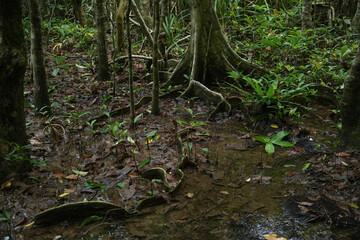 沖縄県 西表島 マングローブ