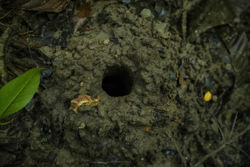 沖縄県 西表島 オキナワアナジャコの巣穴
