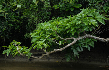 沖縄県 西表島 マーレ川
